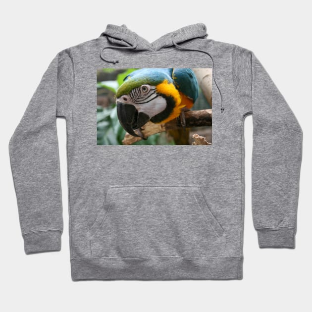 Parrot Hoodie by Rob Johnson Photography
